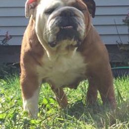 Bulldog All Grown Up from TnTsBulldogs