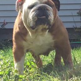 Bulldog All Grown Up from TnTsBulldogs