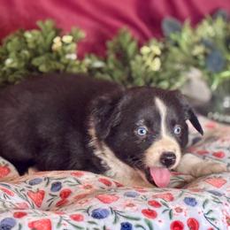Pirate - Black & white male Miniature Australian Shepherd puppy in California from Eagle River Aussies