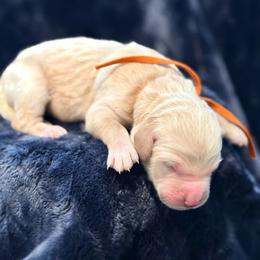 Mac - Cream male Goldendoodle puppy in Houston, Texas from Were The Mack'Doodles