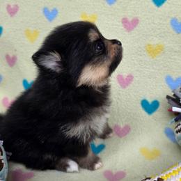 Ava - Black and tan female Pomeranian puppy in Wimberley, Texas from Pitter Patter Poms