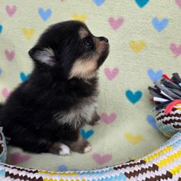 Ava - Black and tan female Pomeranian puppy in Wimberley, Texas from Pitter Patter Poms