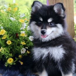 Lexus - Tri-color female Pomsky puppy in Missouri from Husky Hill Kennel