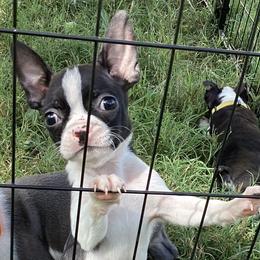 Nero - Black brindle and white male Boston Terrier puppy in Smallett, Missouri from B's Bostons