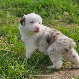 Rain - Red merle male Australian Shepherd puppy in Silex, Missouri from Small Town Australian Shepherds