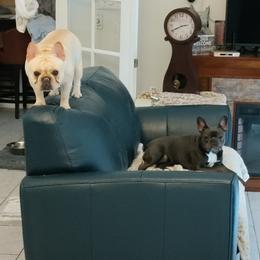 French Bulldog Puppies from Legends Frenchton's and French Bulldogs