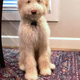Goldendoodle Puppies from Stormie's Doodles