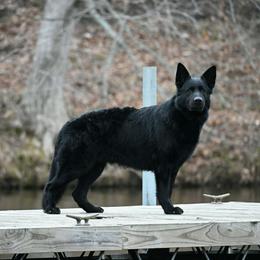 Finnegan - German Shepherd