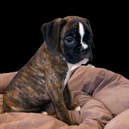 Purple brindle  girl 2 - Brindle female Boxer puppy in Red Boiling Springs, Tennessee from Silver Rain