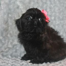 Shih Tzu Puppies from Gypsy Breeze Kennels