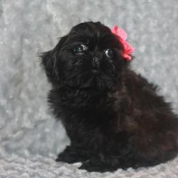 Shih Tzu Puppies from Gypsy Breeze Kennels