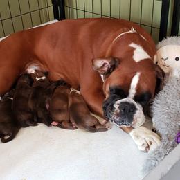 Boxer Puppies from Elevated Boxers