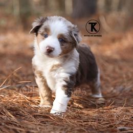 Drake - RMM - Red merle male Miniature Australian Shepherd puppy in Nacogdoches, Texas from TK Standard, Mini, & Toy Aussies
