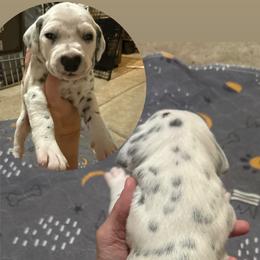 Female 3 - White and black female Dalmatian puppy in Louisa, Virginia from Dalmatian Creation LLC