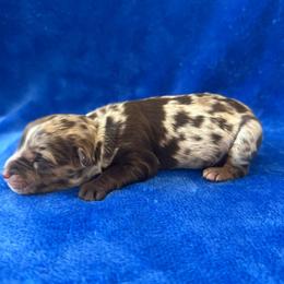 Rodeo - Red merle male Miniature American Shepherd puppy in Godley, Texas from Bradley Kennels