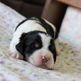 Iris - Black white and tan male English Springer Spaniel puppy in Winfield, Tennessee from Murphy Farms and Springers