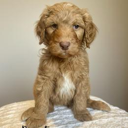 Peanut - Red  male Goldendoodle puppy in Taylorsville, North Carolina from Doggone Dixie Doodles