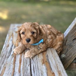 Meet Romeo :) - Red male Cavapoo puppy in Centerville, Iowa from Barnyard Dachshunds, Dals & Doodles