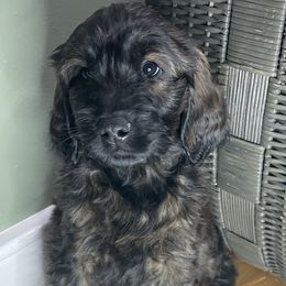 Goldendoodle Puppies from PNW Puppies