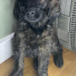 Goldendoodle Puppies from PNW Puppies