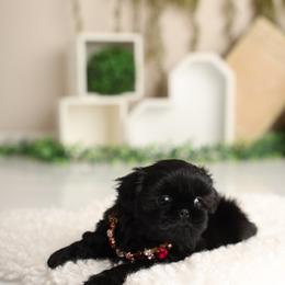 Majesty's Shih Tzus Regina - Black female Shih Tzu puppy in Douglas, Massachusetts from Majesty’s Shih Tzus