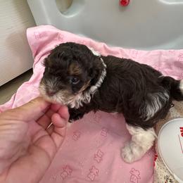 Tally - Liver and white female Shihpoo puppy in Cedar Springs, Michigan from Pridespoodles