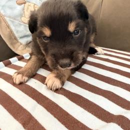 Dakota - Black tri-color female Australian Shepherd puppy in Flemington, New Jersey from Aislin Fields