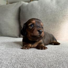 Zena - Sable female Dachshund puppy in Madera, California from The House Of Dox