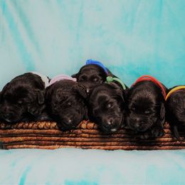 Goldendoodle Puppies from Warren Doodles