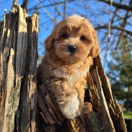 Boy - Apricot male Maltipoo puppy in Washington from Mt.BakerPoodles&Doodles