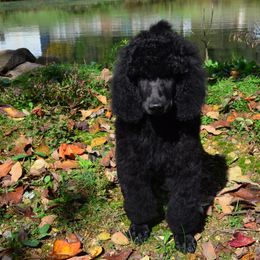 Poodle Puppies from D and D Standard Poodles