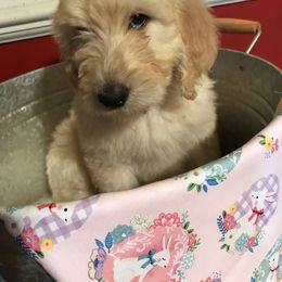 Goldendoodle Puppies from Toneytails Doodles