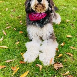 Bernedoodle Puppies from Oodles of Doodles