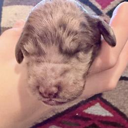 Madeline - Merle female Goldendoodle puppy in Wake Forest, North Carolina from Wake Forest Darling Doodles
