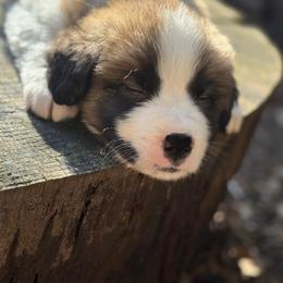 Duke jr red - Mahogany and white male Saint Bernard puppy in Auburn, Washington from Sara’s Saint Bernards