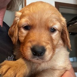 Yellow - Golden female Golden Retriever puppy in Stratton, Colorado from Anam Cara Retrievers