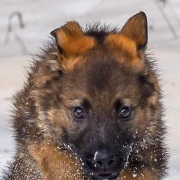German Shepherds from Great North Kennels