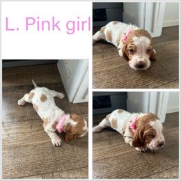 Girl 1 - Mahogany and white female Basset Hound puppy in Tahlequah, Oklahoma from HNH Hounds