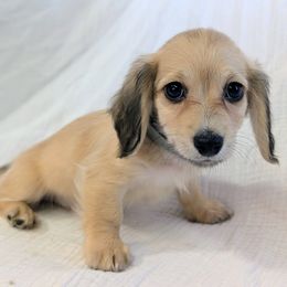 MITSUBISHI - Cream male Dachshund puppy in Moscow, Idaho from Bailiwick of Gurnsey