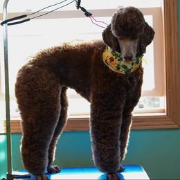 Aussiedoodle All Grown Up from Silver Creek Aussiedoodles