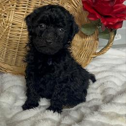 AKC Cayce - Black male Poodle puppy in Elgin, South Carolina from Silver Bells Paw Prints