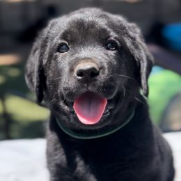 ASPEN - Labrador Retriever puppy in Camden, Tennessee from Pure Heaven Labs
