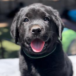 ASPEN - Labrador Retriever puppy in Camden, Tennessee from Pure Heaven Labs