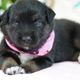 Cheyenne - Black tri female Miniature Australian Shepherd puppy in Chesapeake, Virginia from Beaver Dam Mini Aussies