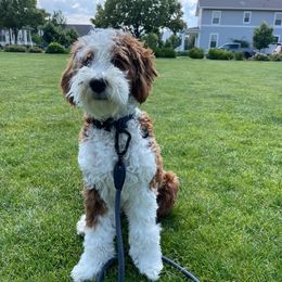 Dutch - Bernedoodle