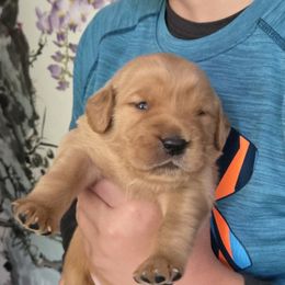 Golden Retriever Puppies from Mount Hood Golden Retrievers