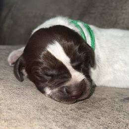 Green collar - Liver roan female German Shorthaired Pointer puppy in Huntington, Texas from B&B GSP’S