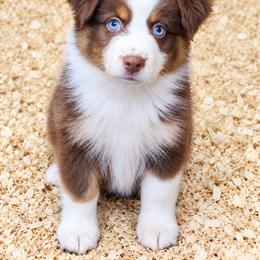 Boy 2 - Red tri male Miniature Australian Shepherd puppy in Hampton, Tennessee from TC Farms Stock Dogs - Miniature Australian Shepherds