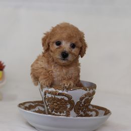 Poodle Puppies from Teacup & Toy Poodles