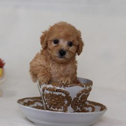 Poodle Puppies from Teacup & Toy Poodles